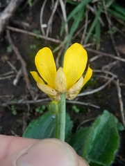 Ranunculus bullatus image