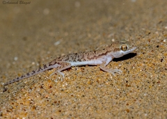 Crossobamon orientalis