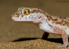 Crossobamon orientalis