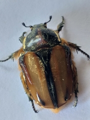 Trichostetha signata