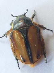 Trichostetha signata