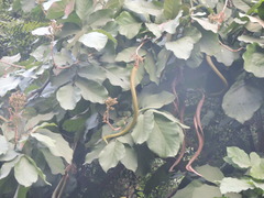 Fernandoa adenophylla