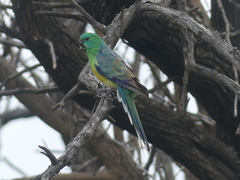 Psephotus haematonotus