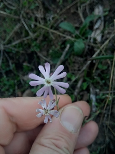 Silene choulettii image