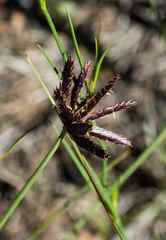 Cyperus rupestris