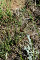 Cyperus rupestris