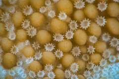 Montipora capitata