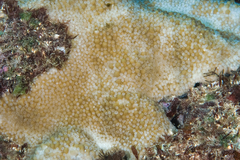 Montipora capitata
