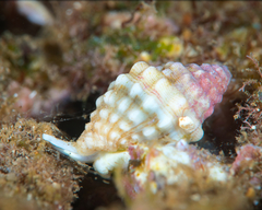 Vexillum cancellarioides