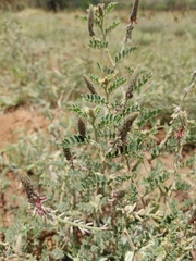 Indigofera daleoides