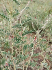Indigofera daleoides