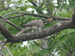 Philemon corniculatus