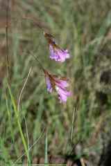 Dierama pauciflorum