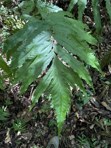 Tectaria incisa