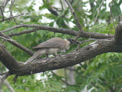 Philemon corniculatus