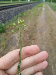 Camelina microcarpa