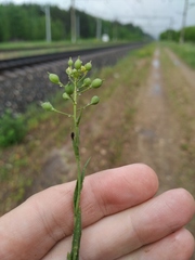 Camelina microcarpa