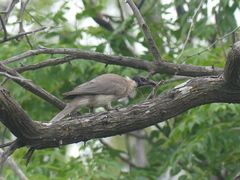 Philemon corniculatus