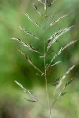 Eragrostis plana