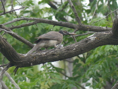 Philemon corniculatus