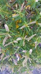 Veronica parviflora