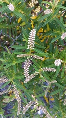 Veronica parviflora