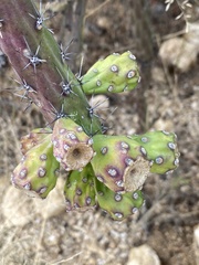 Cylindropuntia thurberi
