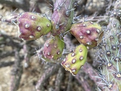 Cylindropuntia thurberi