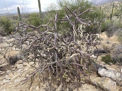 Cylindropuntia thurberi