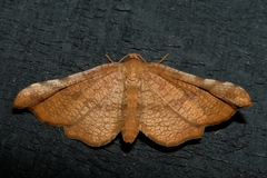 Morova subfasciata