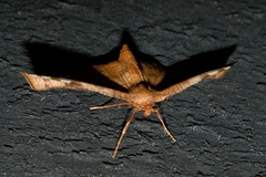 Morova subfasciata