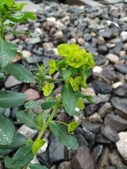 Euphorbia iberica