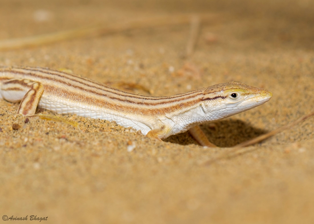 Striped Sand Lacerta