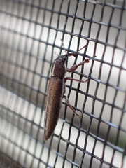 Stenobelus tibialis