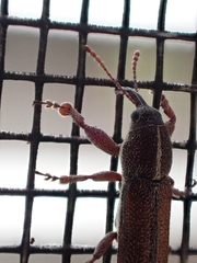 Stenobelus tibialis