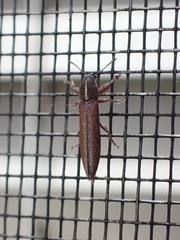 Stenobelus tibialis