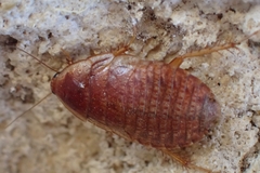 Calolampra marginalis