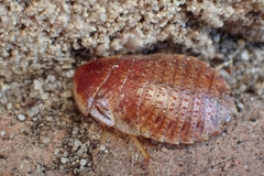 Calolampra marginalis