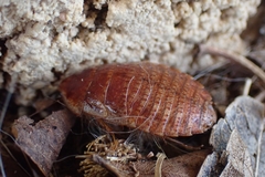 Calolampra marginalis