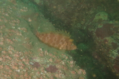 Cirrhitichthys aureus