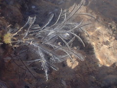Macrorhynchia philippina