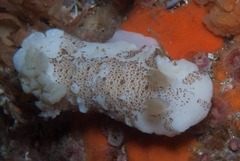 Mandelia mirocornata