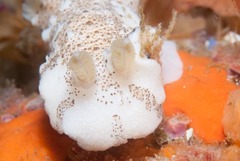 Mandelia mirocornata