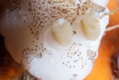 Mandelia mirocornata