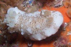 Mandelia mirocornata