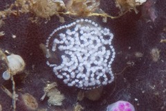 Antiopella longidentata