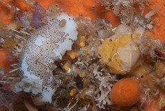 Mandelia mirocornata