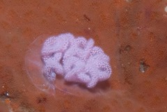 Leminda millecra