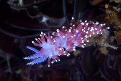 Paraflabellina funeka