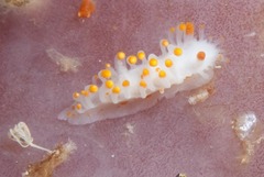 Limacia lucida